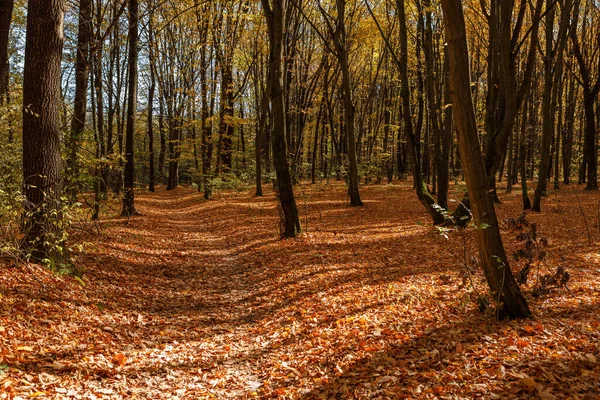 Schöner Herbstpark Wald Herbst — Stockfoto