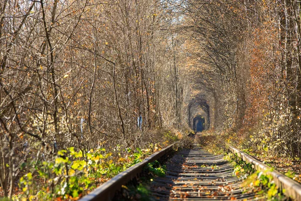 Túnel Amor Otoño Ferrocarril Bosque Otoño Túnel Amor Árboles Otoñales —  Fotos de Stock