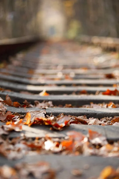 Demiryolu Rayları Closeup Arka Plan Ile Düşen Sonbahar Yaprakları — Stok fotoğraf