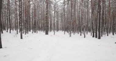 Pine trees are covered with snow on a frosty day. Beautiful winter forest. High quality 4k footage