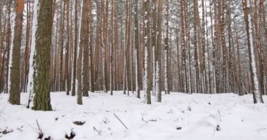 Pine trees are covered with snow on a frosty day. Beautiful winter forest. High quality 4k footage