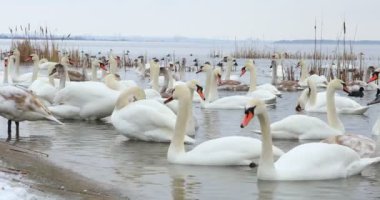 Group of beautiful white swans on riverside in winter day. High quality 4k footage