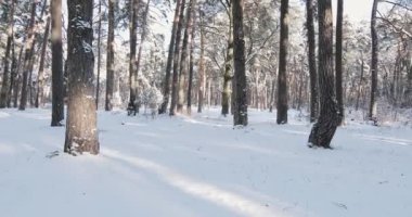 Pine trees are covered with snow on a frosty day. Beautiful winter forest. High quality 4k footage