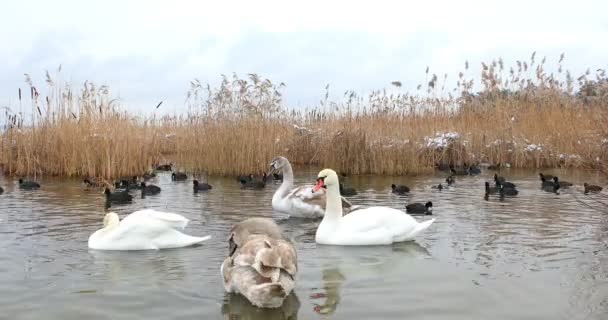 Group Beautiful White Swans Riverside Winter Day High Quality Footage — Vídeos de Stock