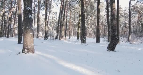 Pine Trees Covered Snow Frosty Day Beautiful Winter Forest High — Αρχείο Βίντεο