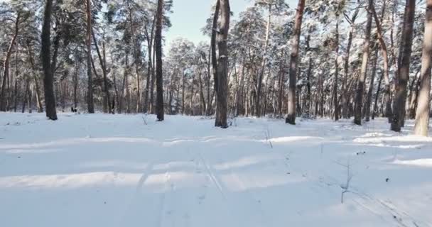 Pine Trees Covered Snow Frosty Day Beautiful Winter Forest High — Video