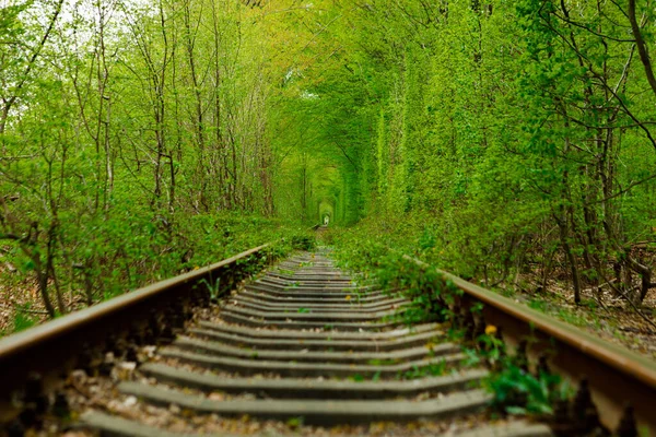 Bahar Ormanında Bir Demiryolu Aşk Tüneli Yeşil Ağaçlar Demiryolu — Stok fotoğraf