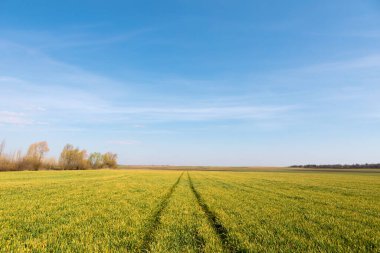 Yeşil alan, taze yeşil çim ve mavi gökyüzü ile bahar arka plan.