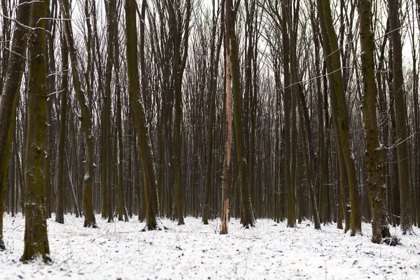 Piękny Zimowy Las Szeroko Liściaste Lasy Zimą — Zdjęcie stockowe