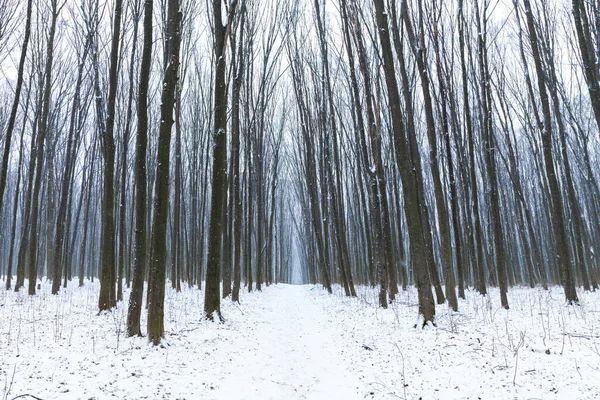 Vacker Vinterskog Bred Lövskog Vintern — Stockfoto