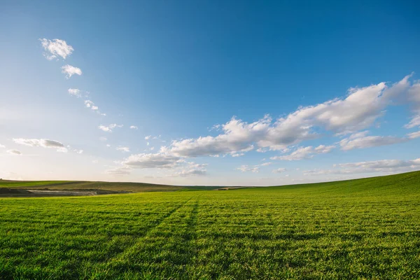 Grüne Wiese Frühling Hintergrund Mit Frischem Grünen Gras Und Blauem — Stockfoto