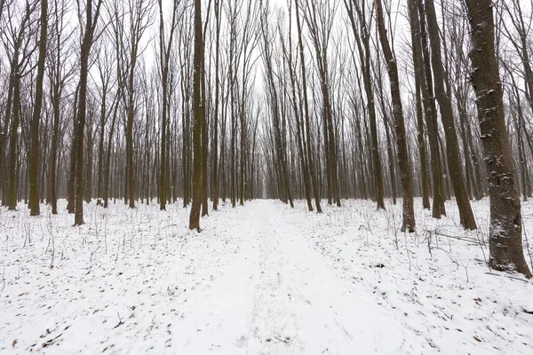 美丽的冬季森林 冬季阔叶林 — 图库照片