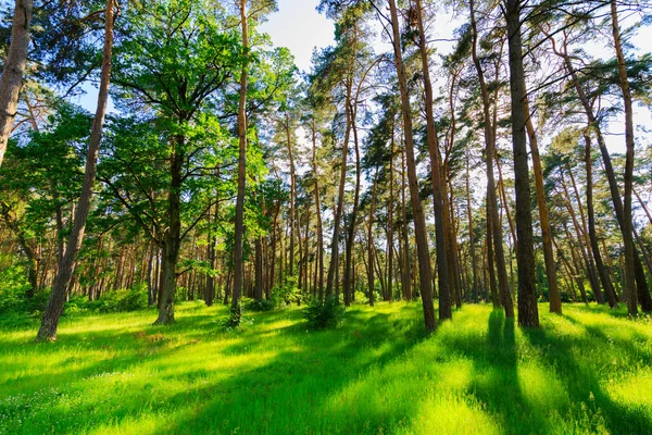 Alberi Forestali Estivi Natura Verde Legno Luce Del Sole Sfondi — Foto Stock