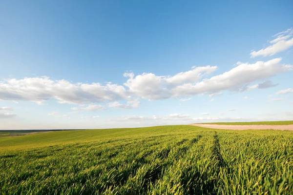 グリーン フィールド 新鮮な緑の芝生と青い空と春の背景 — ストック写真