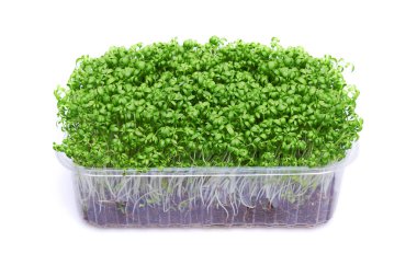 Plastik kutuda taze mikro yeşiller, beyaz arka planda izole edilmiş.