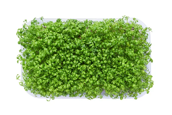 Micro Greens Frescos Una Caja Plástico Aislados Sobre Fondo Blanco — Foto de Stock