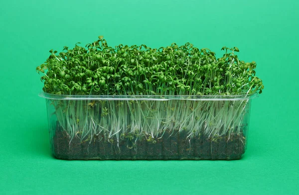 Verse Micro Greens Een Plastic Doos Groene Achtergrond — Stockfoto