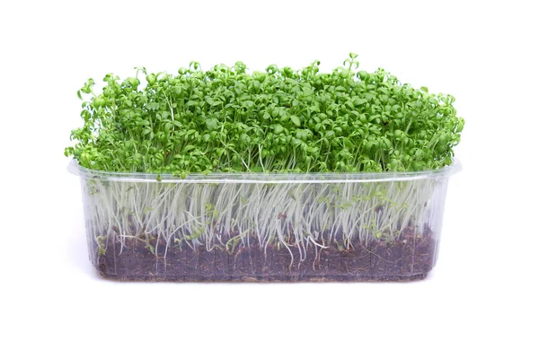 Micro Verts Frais Dans Une Boîte Plastique Isolés Sur Fond — Photo