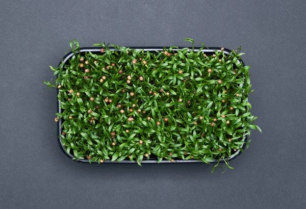 Gri Arkaplanda Plastik Bir Kutuda Taze Mikro Yeşiller — Stok fotoğraf