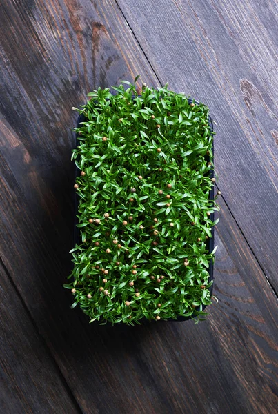 Tahta Arka Planda Plastik Bir Kutuda Taze Mikro Yeşiller — Stok fotoğraf