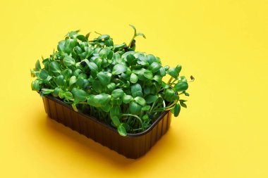 Sarı zemin üzerinde plastik bir kutuda taze mikro yeşiller