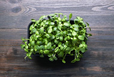 Tahta arka planda plastik bir kutuda taze mikro yeşiller.