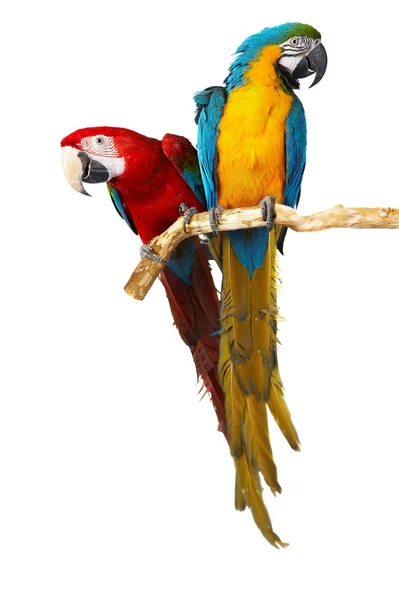 Zwei Papageien Isoliert Auf Weißem Hintergrund — Stockfoto