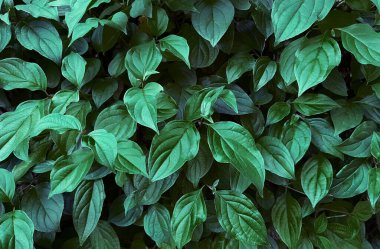 Yapraklar, soyut yeşil doku, doğa arka planı, tropikal yaprak