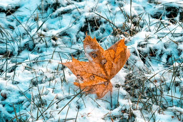 秋天的枫叶在草地上 下着初雪 — 图库照片