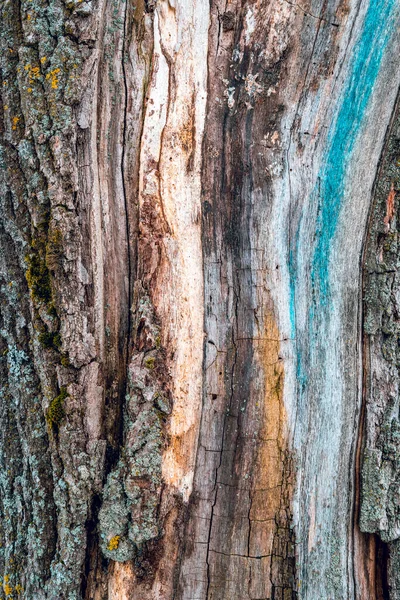Konsystencja Kory Drzewa Drewniane Tło Stary Wzór Bagażnika Twarda Drewniana — Zdjęcie stockowe