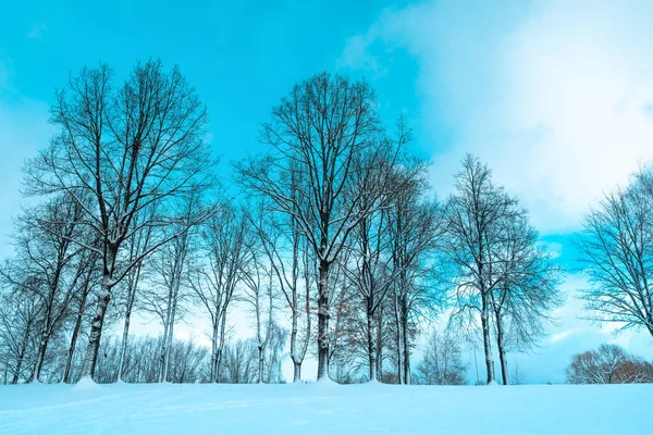 白雪覆盖着树木的雪景 美丽的冬天 — 图库照片