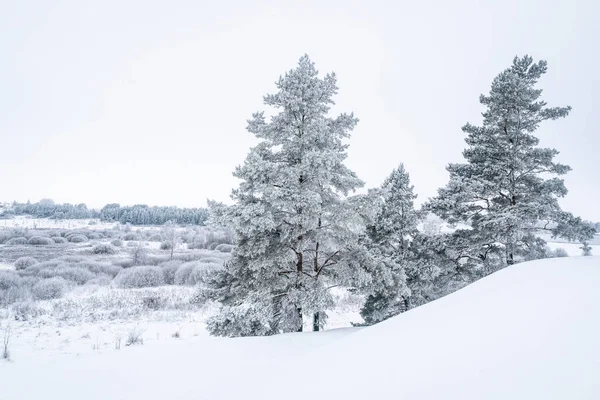 Winter landscape with a snowy hills and snow covered pine trees. Hoarfrost on a trees.