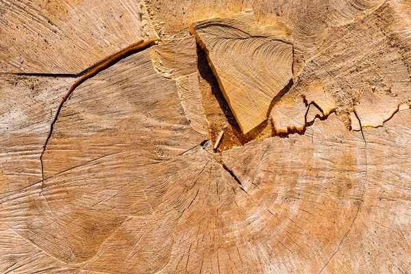 Ağaç Gövdesi Dokusu Ağaç Gövdesinin Çapraz Kesimi Ahşabın Uygunsuz Kuruması — Stok fotoğraf