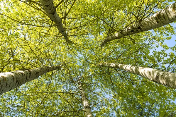 Huş Ağacının Tepesi Olan Gökyüzü Zemin Kattan Bak Güzel Doğa — Stok fotoğraf