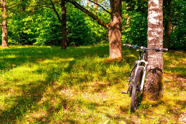 Гірський Велосипед Нахилився Дерево Літньому Лісі Концепція Велосипедного Спорту — стокове фото