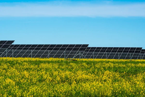 Yellow Rapeseed Field Solar Panels Concept Clean Eco Friendly Energy — Stock Photo, Image
