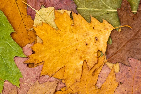 乾燥した秋の葉の背景 乾燥した葉はバックグラウンドのための細かい詳細と高レアを閉じます — ストック写真