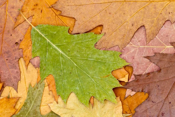 Trockene Ahornblätter Hintergrund Getrocknete Blätter Aus Nächster Nähe Feine Details — Stockfoto