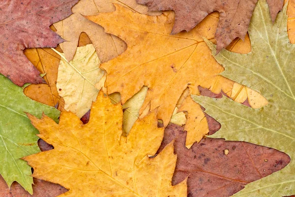 乾燥したカエデの葉のグループの色の詳細な秋の背景 トップ表示 — ストック写真