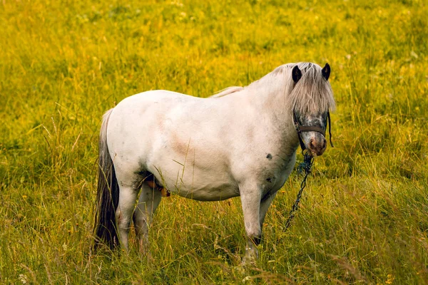 Mały Biały Koń Zielonym Polu Samotny Koń Długą Grzywą Letnim — Zdjęcie stockowe
