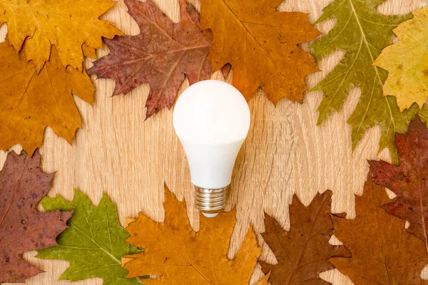 乾燥した葉を持つ電球は エコエネルギーの概念として 省エネの創造的なアイデア — ストック写真