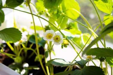 Ev yapımı çilek çiçekleri ve yapraklar yakın plan, doğal organik çiçek açan çilek.
