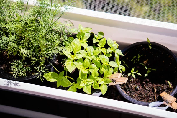 罗勒和丁香 新鲜的绿色草本植物生长在窗台上 家庭花园植物紧密相连 天然的有机叶子 — 图库照片