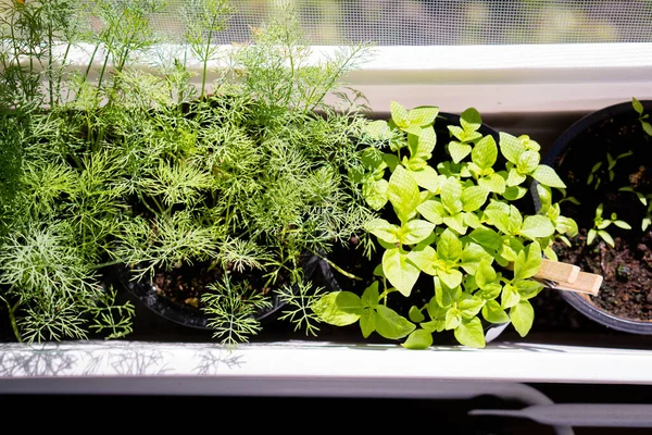Basil Dill Fresh Green Herbs Growing Windowsill Home Garden Plants — Stock Photo, Image