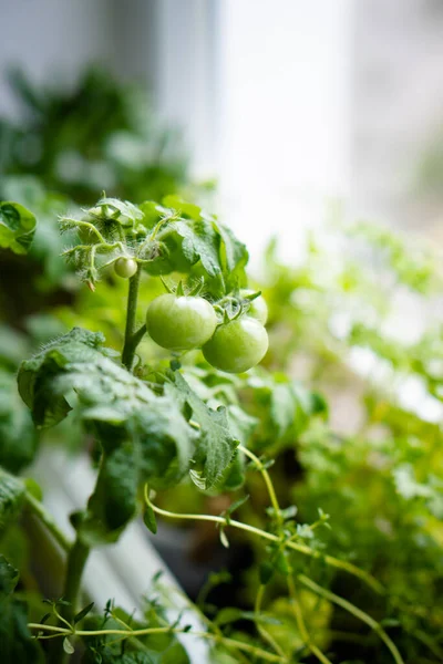 Pequeños Tomates Verdes Una Rama Cultivo Verduras Jardín Urbano Alféizar —  Fotos de Stock