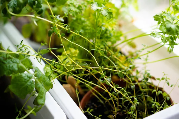 Herbes Vertes Fraîches Poussant Sur Rebord Fenêtre Plantes Jardin Maison — Photo