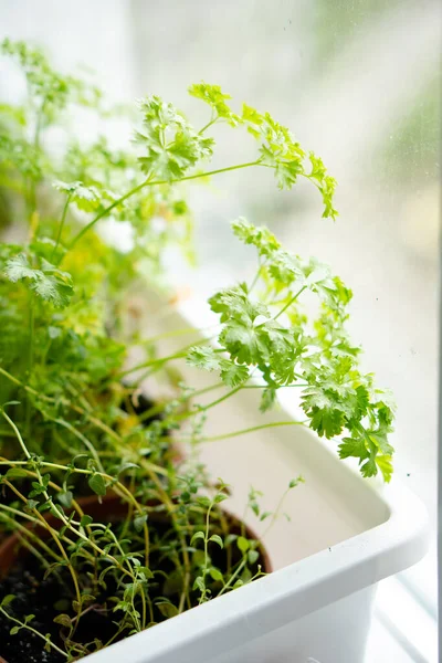 窓辺で育つ新鮮な緑のハーブ 家庭菜園クローズアップ 天然有機パセリの葉 — ストック写真