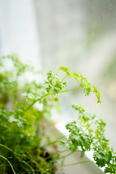 Fresh Green Herbs Growing Windowsill Home Garden Plants Close Natural — Stock Photo, Image