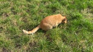 Yeşil çimenlerde oturan evsiz kızıl kedi, ilkbahar vuruşu.