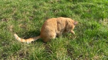 Evsiz kızıl kedi yeşil çimenlerde oturuyor patisini yalıyor ve temizlik yapıyor.